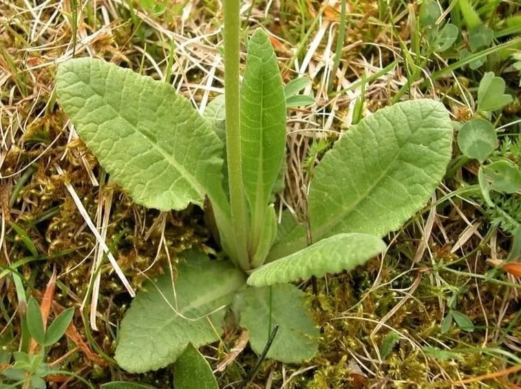 Foglie Primula veris