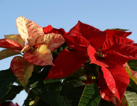 La Poinsettia