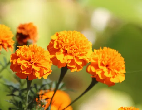 fiori tagete