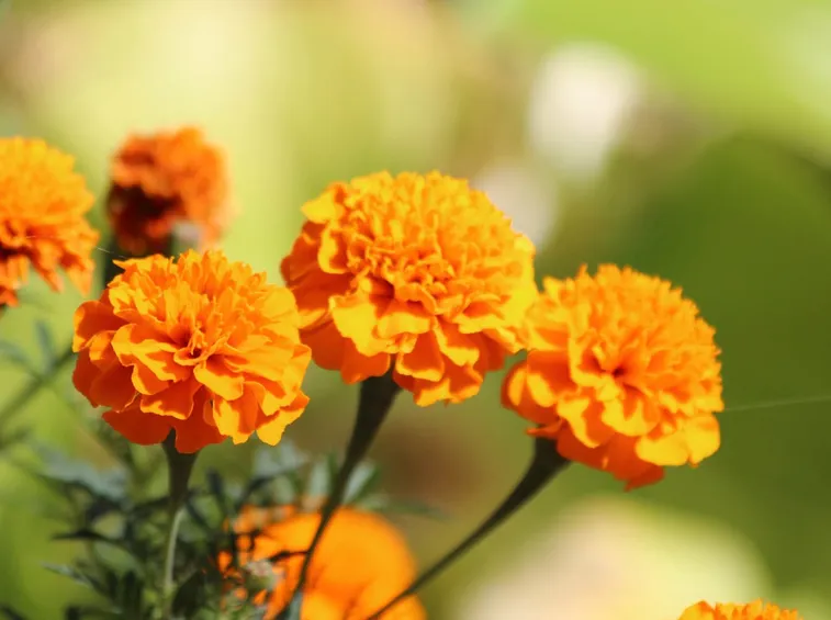 fiori tagete