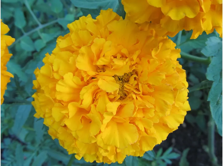 Tagete giallo