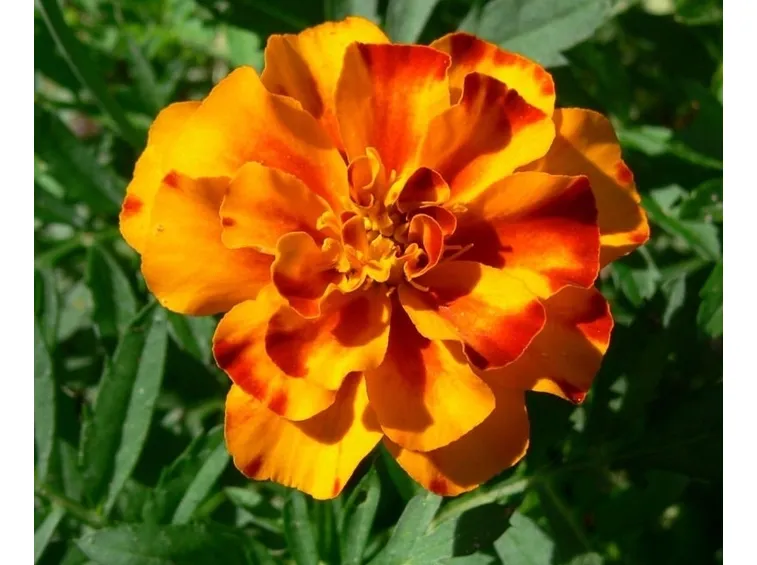 Tagete arancione