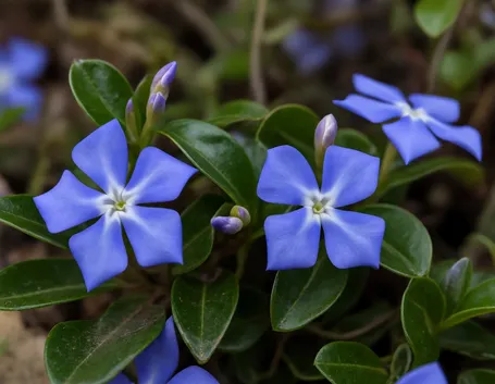 Fiori di Vinca minor dal colore classico
