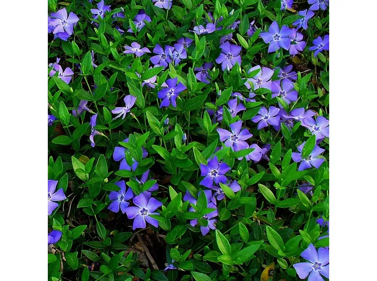 Vinca minor di color porpora