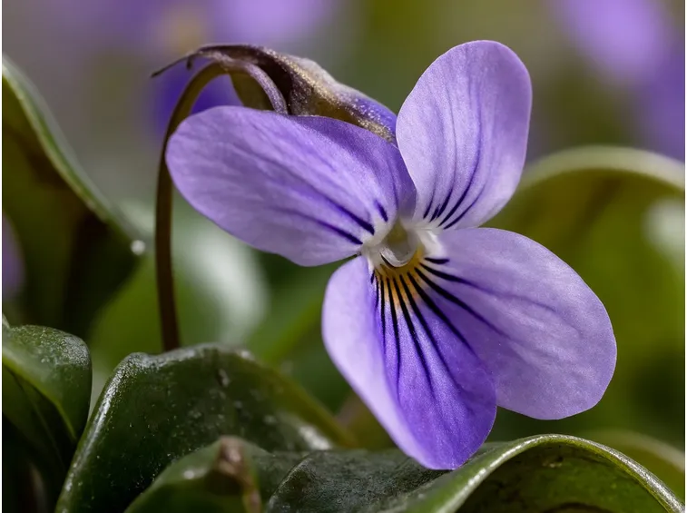 fiore violetta