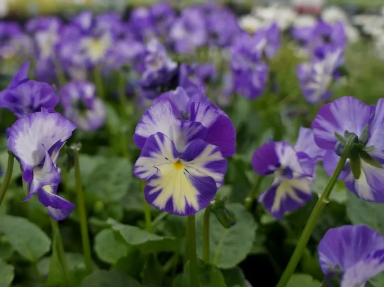 violetta fiore