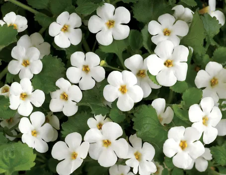Bacopa  