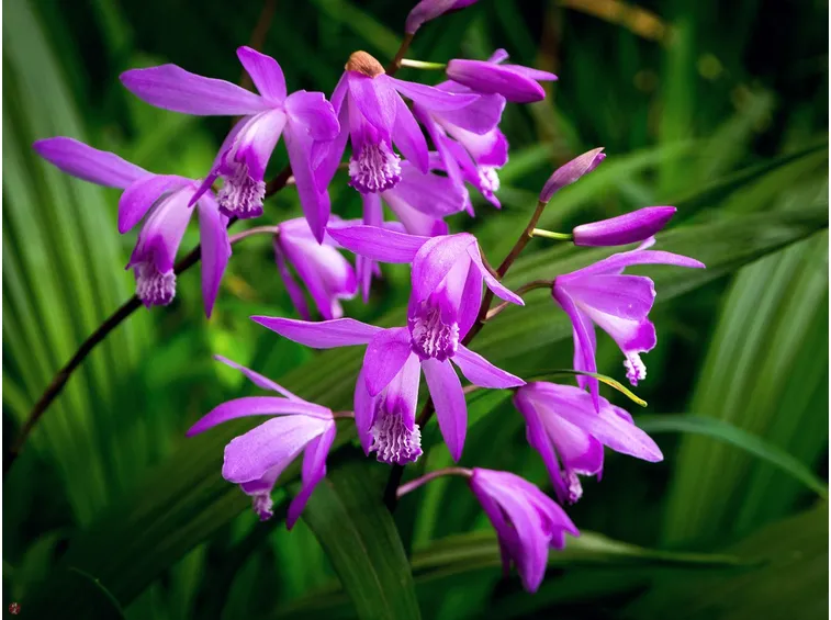 bletilla