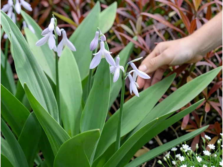 bletilla striatum