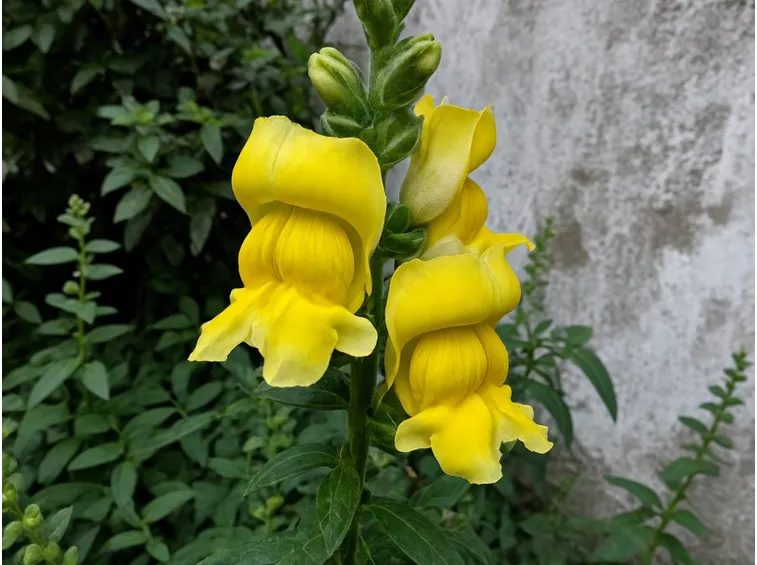 bocca di leone