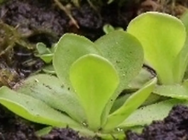 pinguicula moranensis