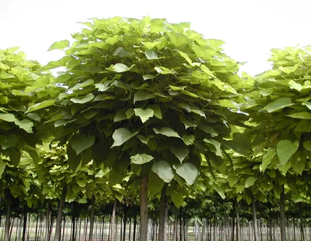 Catalpa fiori