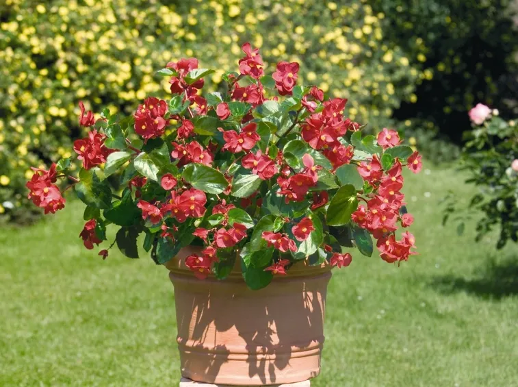 Begonia