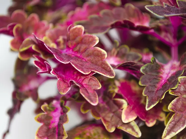 Begonia
