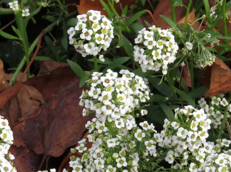 Alyssum