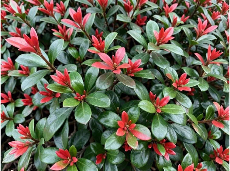 Pieris