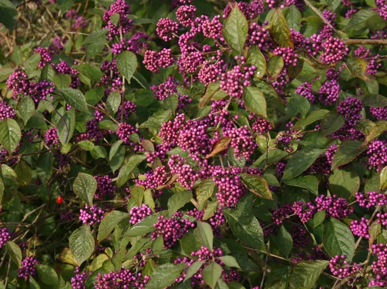 callicarpa