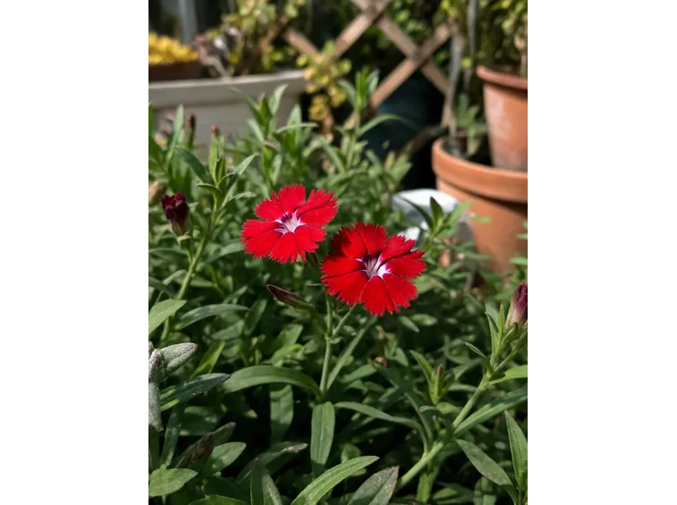 dianthus deltoides leuchtfunk