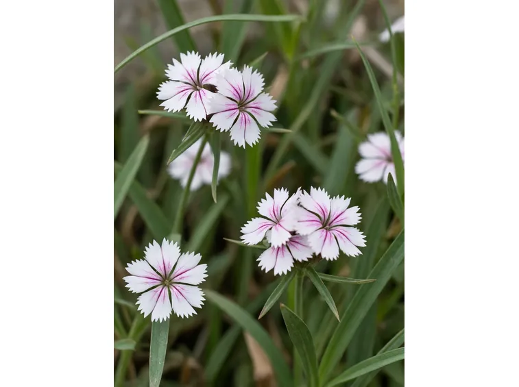 dianthus plumarius