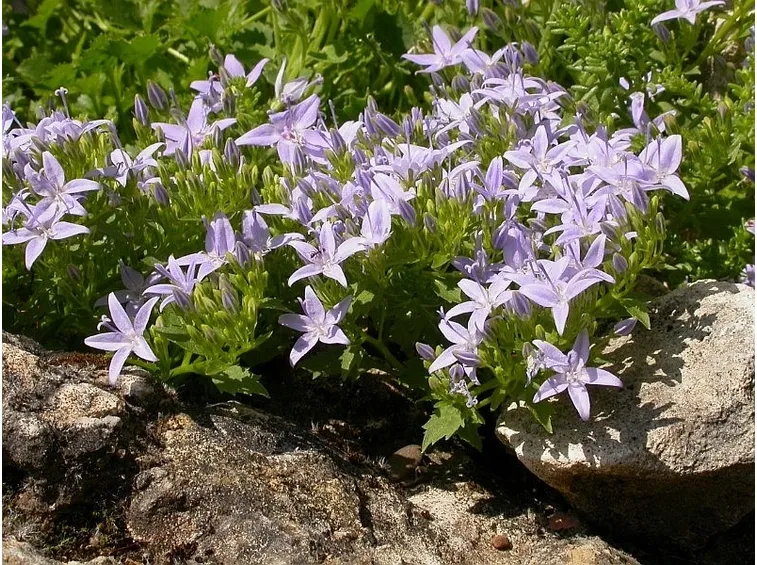 campanula garganica