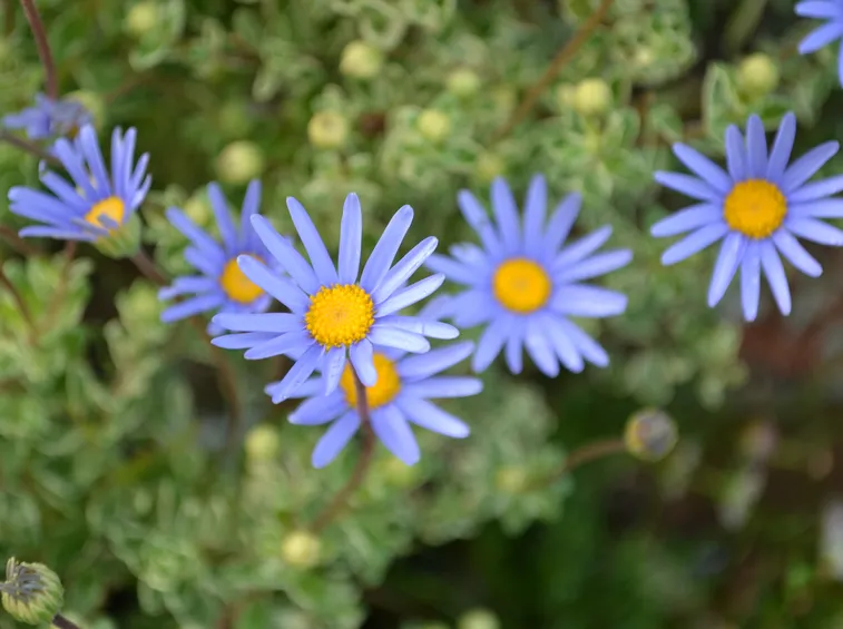 fiori azzurri