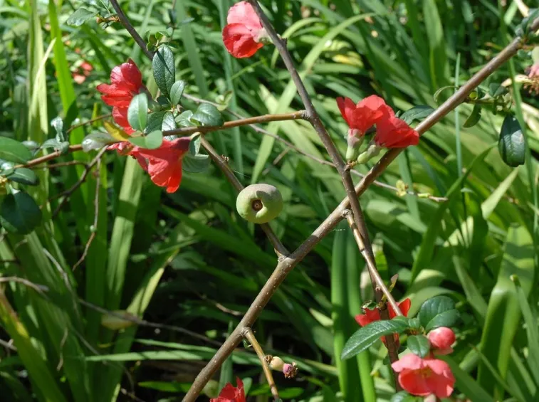 fior di pesco