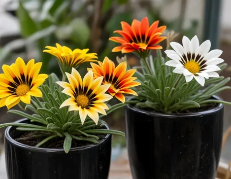 gazania