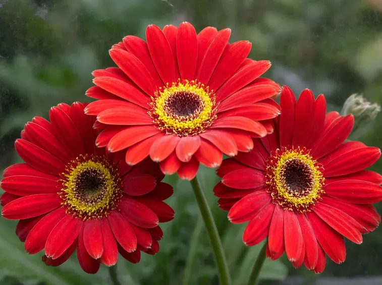 gerbera