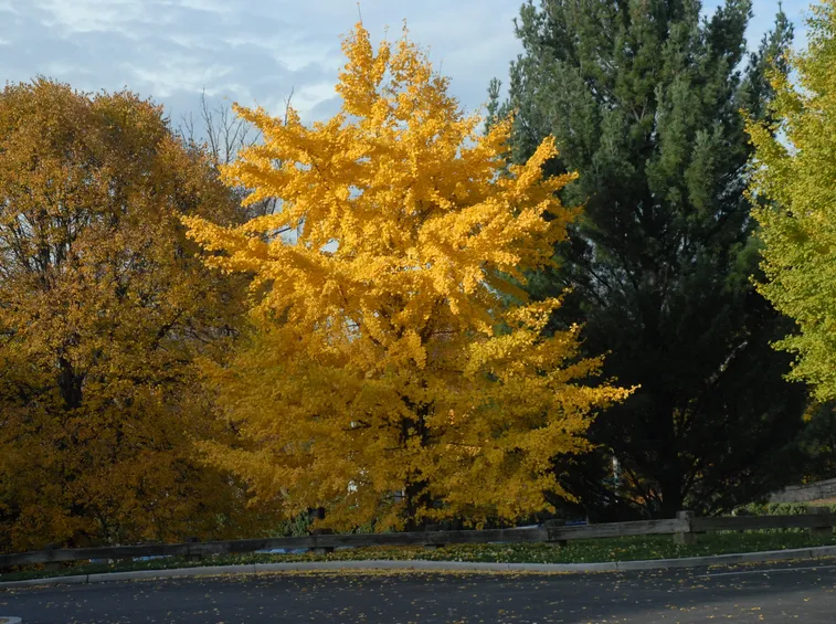 Ginkgo biloba