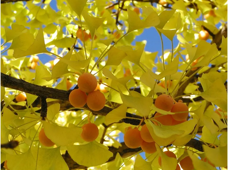 gingko bil