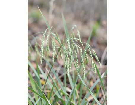 briza maxima