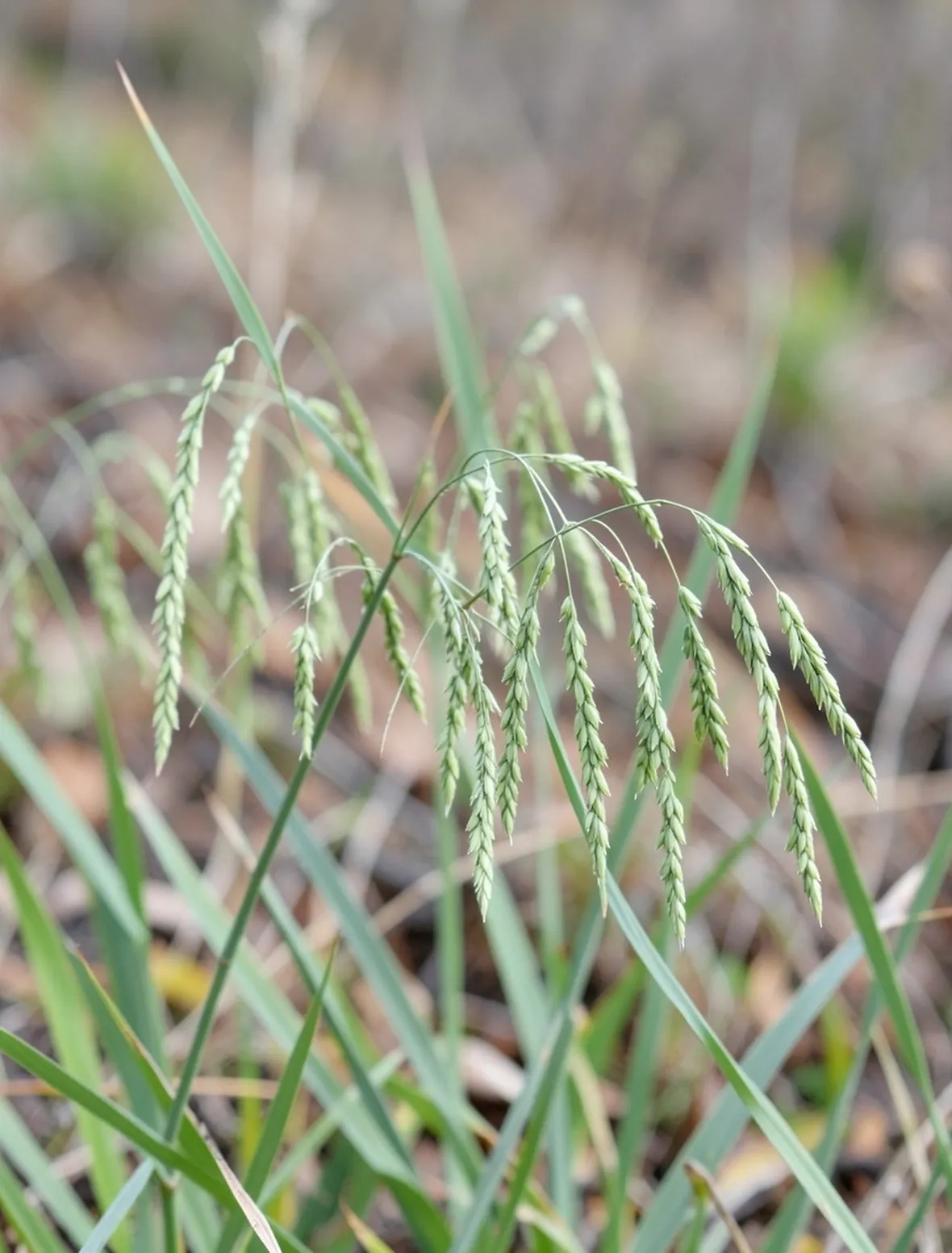 briza maxima