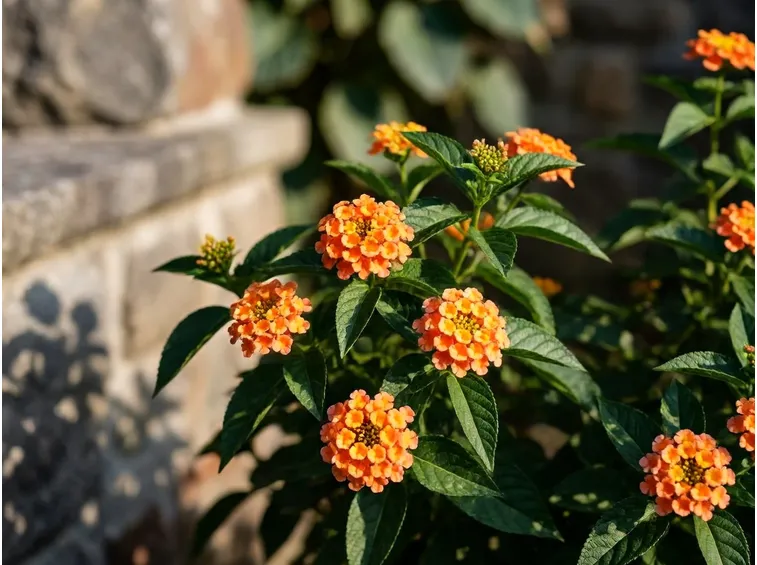Lantana  