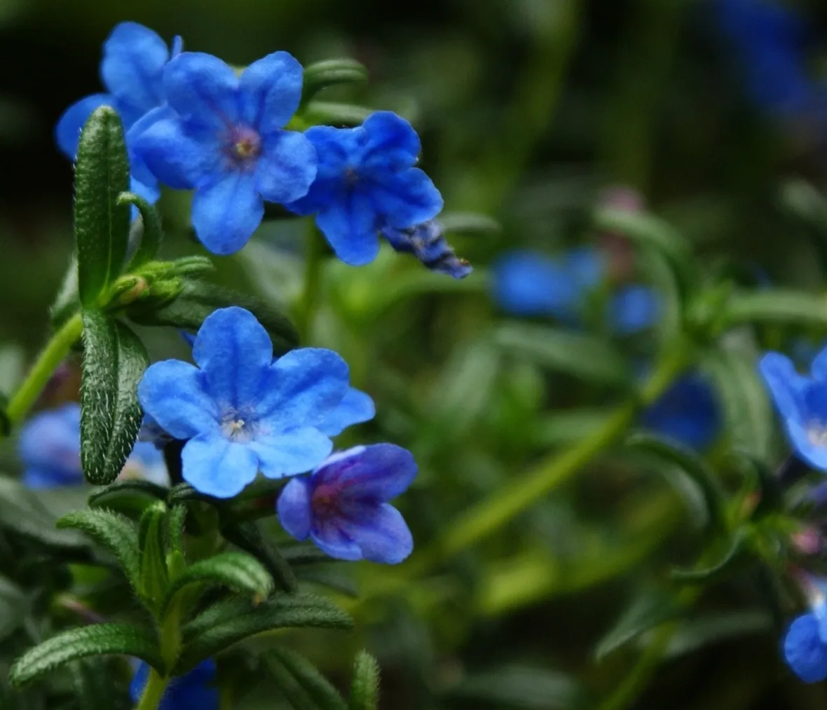 Litodora