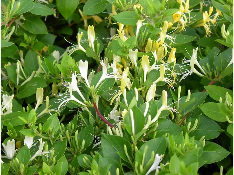 Caprifoglio