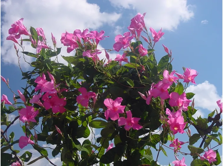 Mandevilla pianta velenosa