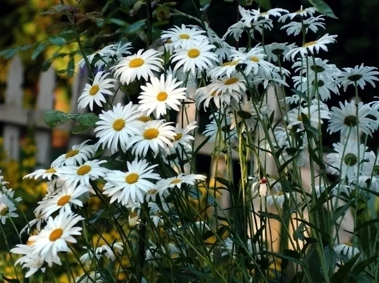 Chrysantheum maximum