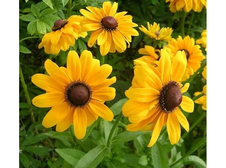 Rudbeckia