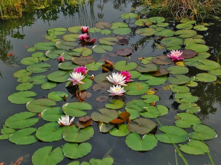 semi fiori di loto