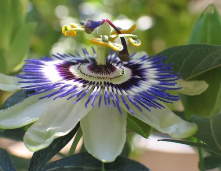 Passiflora fiore