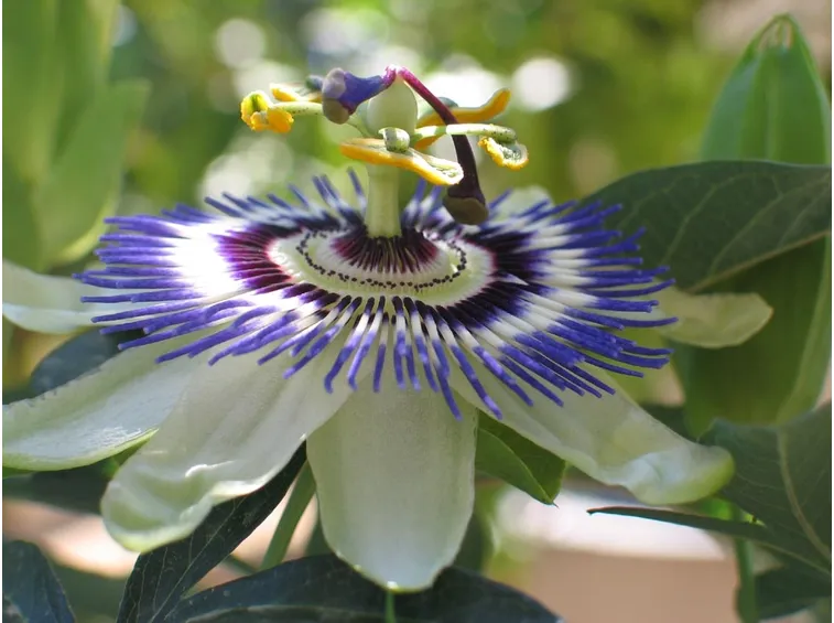 Passiflora fiore