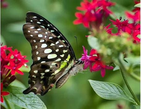 Pentas 