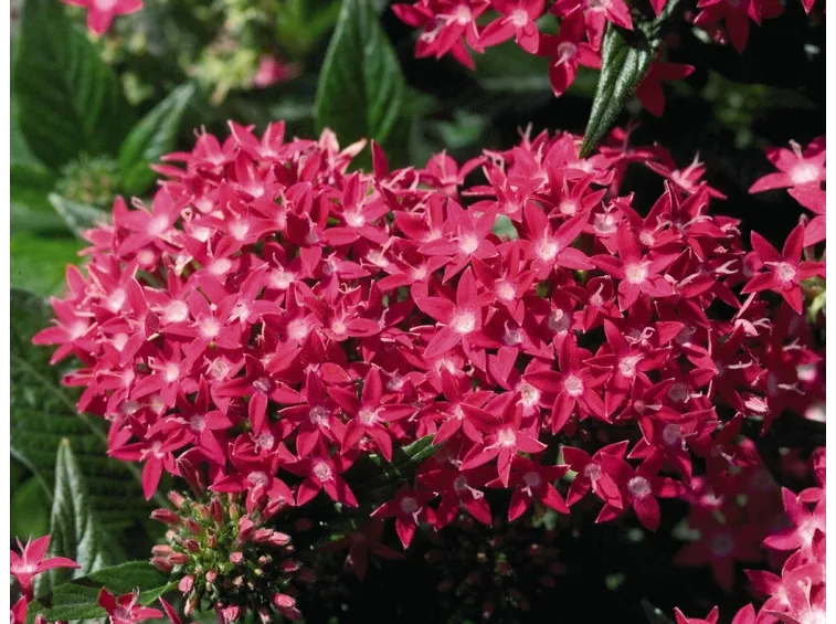 Pentas