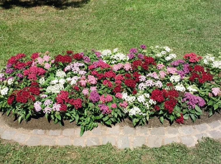 Pentas