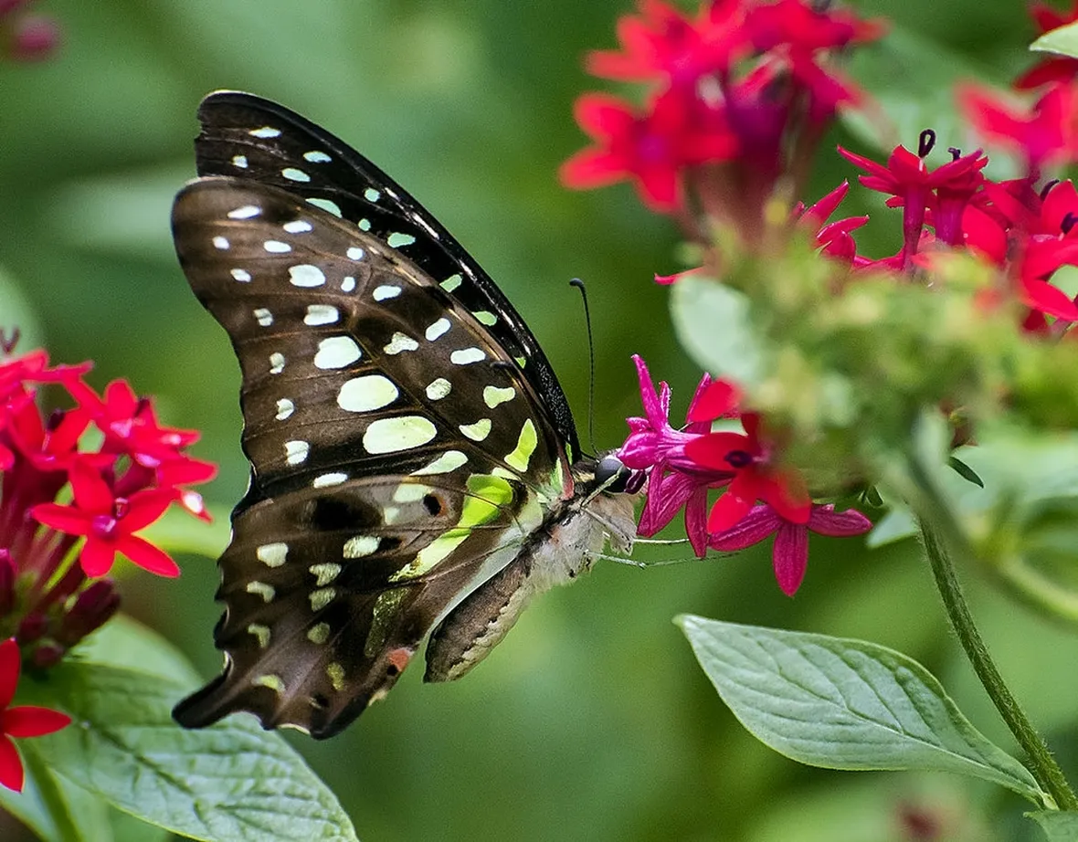 Pentas