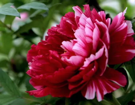 peonia