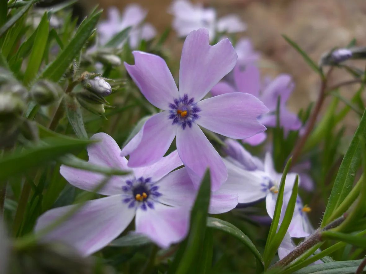 Flox