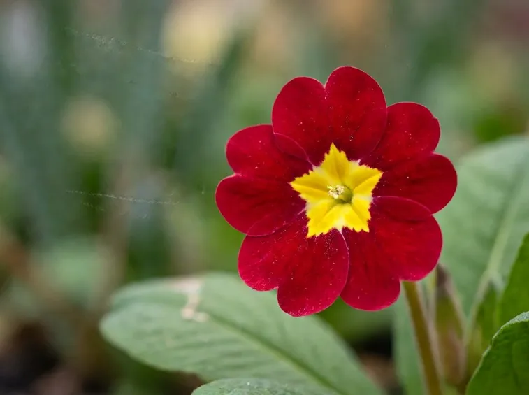 primula