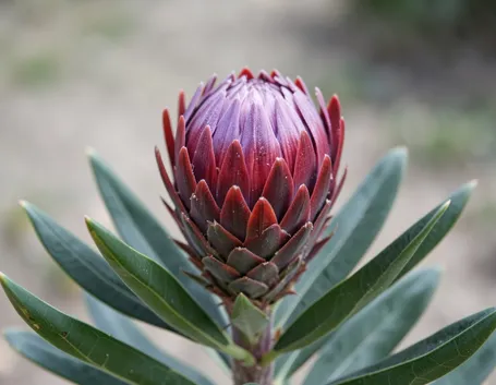 proteaceae
