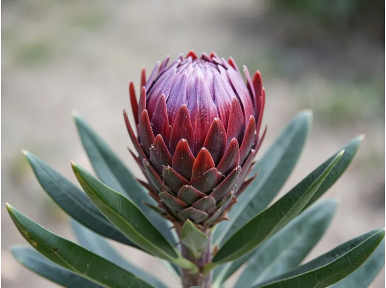 proteaceae